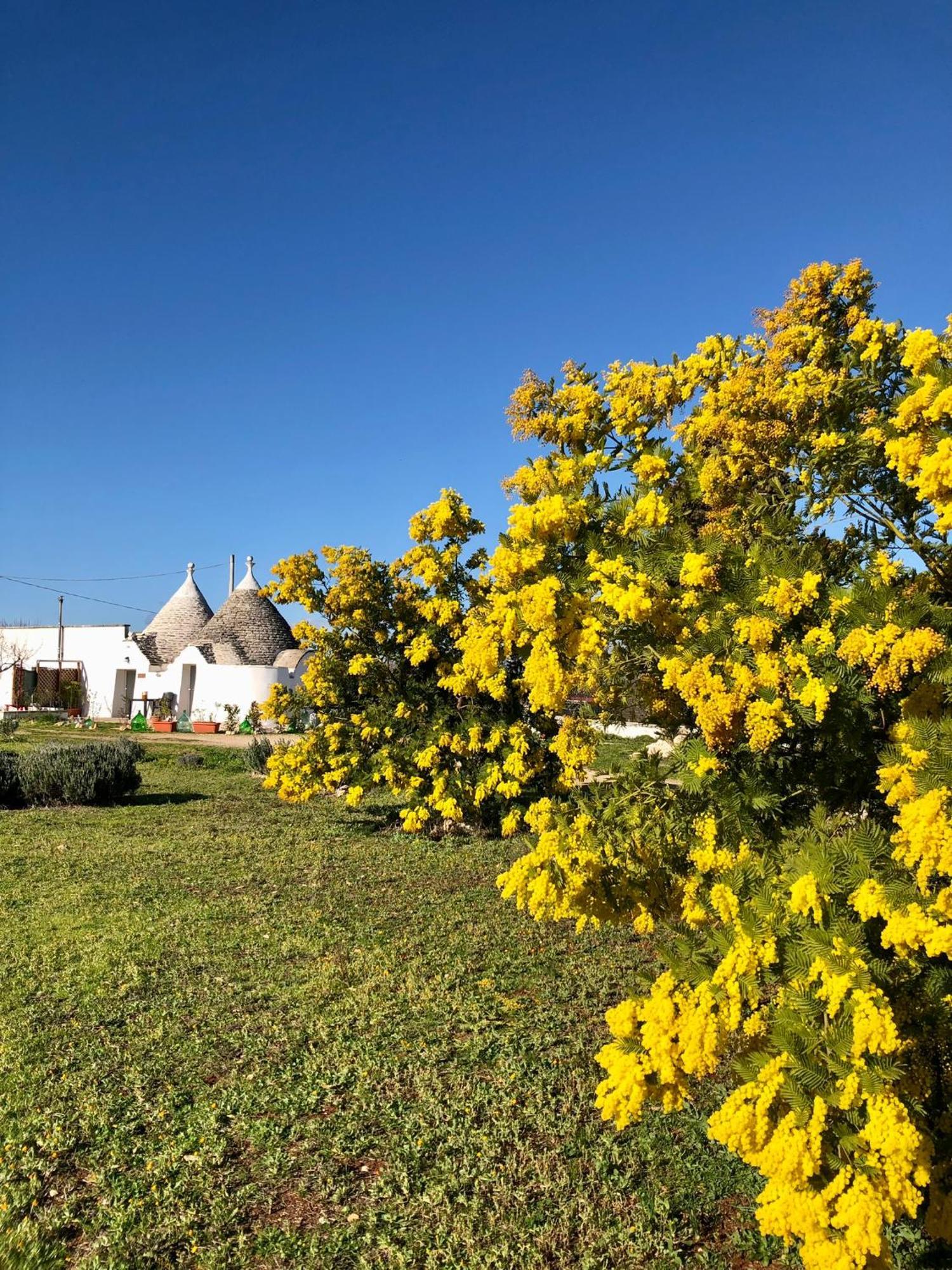 Villa Trullo Trilli Puglia Martina Franca Esterno foto