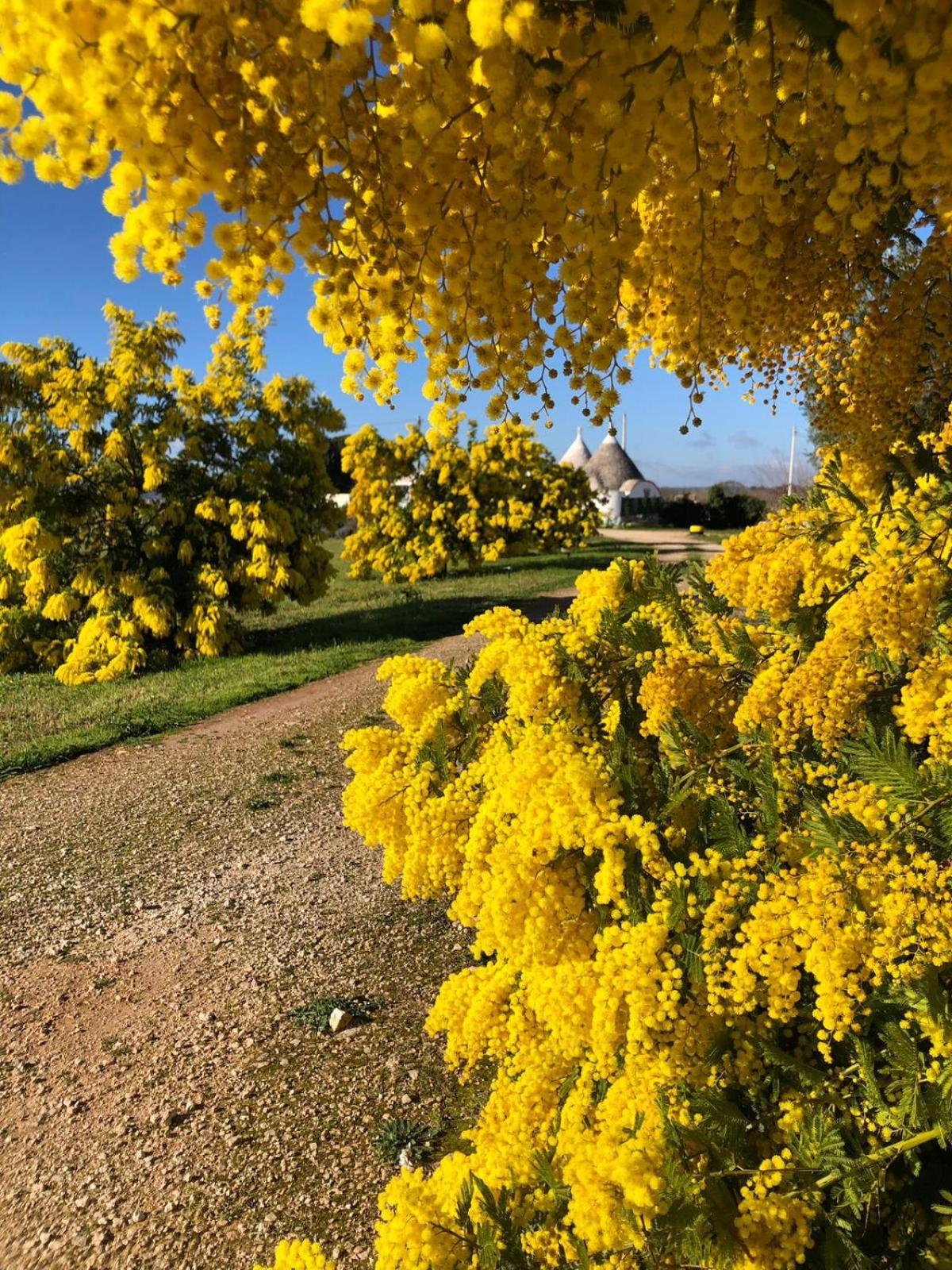 Villa Trullo Trilli Puglia Martina Franca Esterno foto